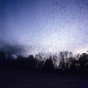 Blackbirds, Mississippi, photograph by Kathleen Robbins © 2007. See more at the Jennifer Schwartz Gallery.