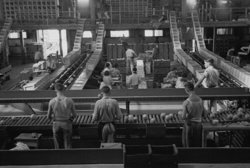 Arthur Rothstein. Packing fruit in the packinghouse at Fort Pierce, Florida, January 1937. Library of Congress Prints and Photographs Division, FSA/OWI Black & White Negatives Collection, LC-USF33-002342-M5. 