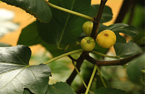 Steve Bransford, Figs from Ryan Gainey's garden, Decatur, Georgia, 2010.