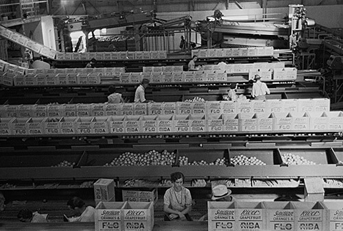 Arthur Rothstein. Packing fruit in association packinghouse at Fort Pierce, Florida. Some migratory labor is employed here,  January 1937. Library of Congress Prints and Photographs Division, FSA/OWI Black & White Negatives Collection, LC-USF33-002343-M3.