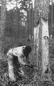 African American laborer chipping trees, outside Lockhart, Alabama. Forest History Society archive.