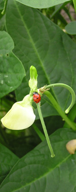 Brian C. Campbell, Ladybug on Whippoorwill field pea plant, Faulkner County, Arkansas, Seed Bank Heritage Garden, 2007.