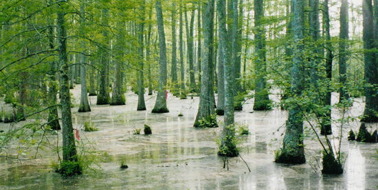 Gary Bridgeman, Bottomland hardwood forest in Wolf River Swamp, Mississippi, 1998.