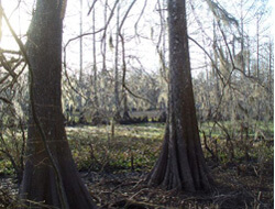 Fosse Pointe Cypress Swamp, Lake Fosse Pointe State Park, Louisiana, 2009.