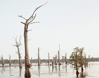 Cypress Swamp, Alligator Bayou, Louisiana, 1998. Photograph by Richard Misrach. Courtesy of Pace/MacGill Gallery, New York; Fraenkel Gallery, San Francisco; and Marc Selwyn. © Richard Misrach.