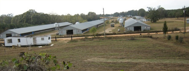 I-35 chicken farm. Photograph by Angela Stuesse. Courtesy of Angela Stuesse.