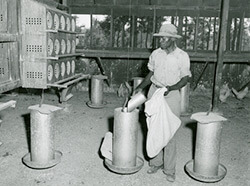 Poultry farm scene with unidentified man, Clarke County, Mississippi, 1956. Photograph from Mississippi Farm Bureau Federation Collection PI/2010.0002. Series 2, Image 276. Courtesy of Mississippi Department of Archives and History.