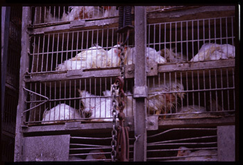 Hauling chickens to slaughter, Scott County, Mississippi, 2004. Photograph by John Fiege. Courtesy of John Fiege.