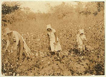 Figure 4. Campbell family picking cotton. Pottawotamie County, Oklahoma, 1916. Photograph by Lewis Hine. Child Labor Collection, Library of Congress, LOT 7475, v. 2, no. 4590.