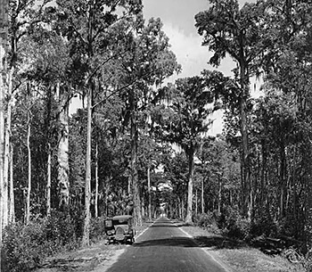 Dixie Highway in the Tampa Bay region. Photograph by the Burgert Brothers, 1925. Courtesy of Burgert Brothers Collection of Tampa Photographs and the University of South Florida Tampa Library, Florida Studies Center Gallery, Image 167.